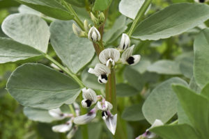 Vicia Faba fleurs 2 - Homepage